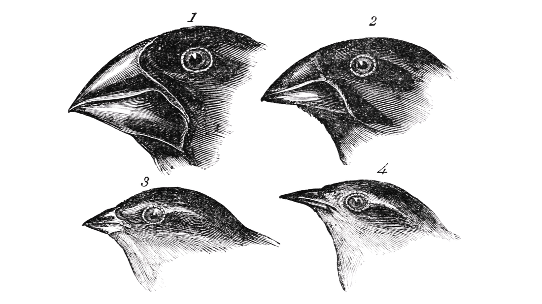 Sketches of four finch heads with different beak shapes observed by Darwin