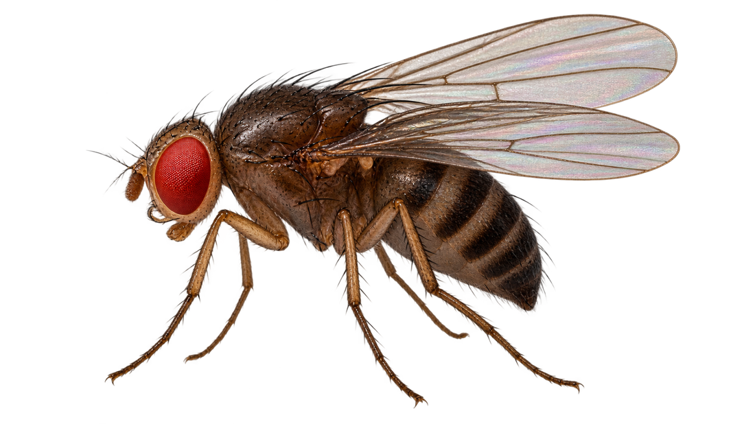 A dark-coloured fly