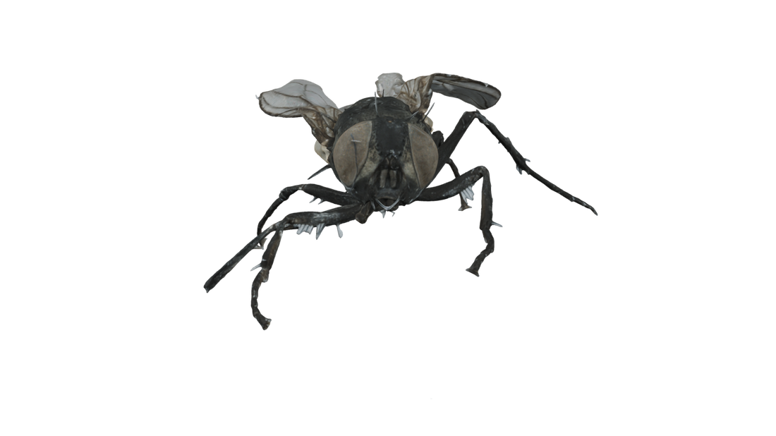 Fruit fly, front view