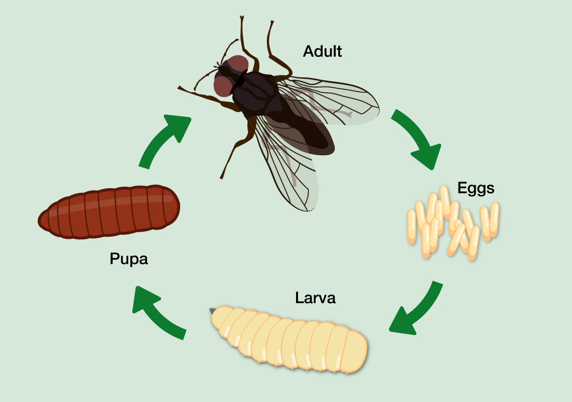 Diagram of the fly life cycle: egg, larva, pupa, adult