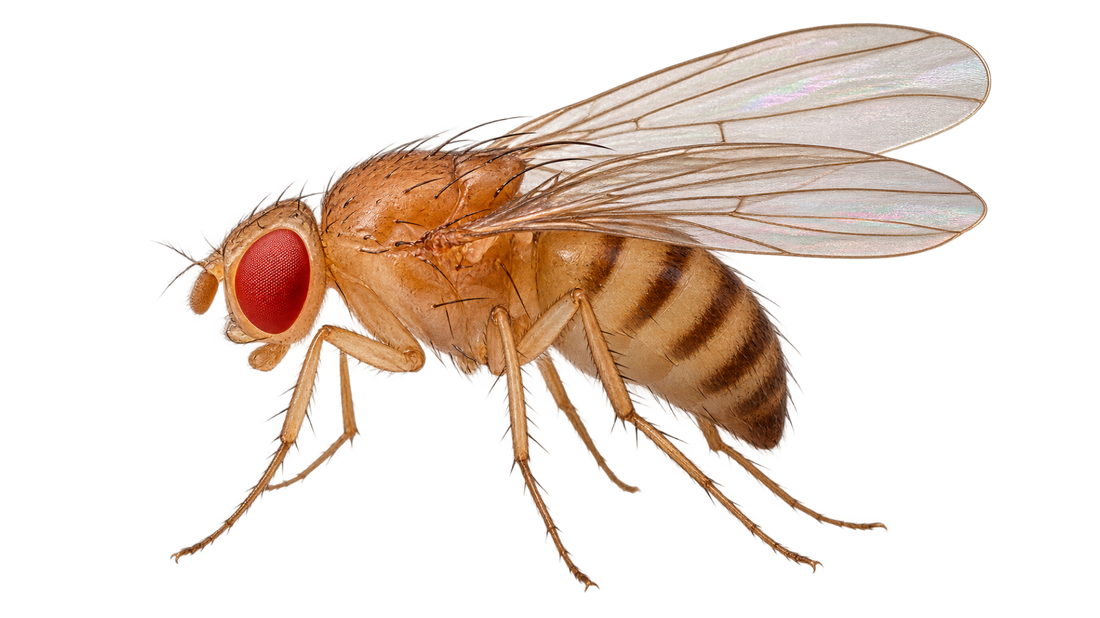 A light-coloured fly