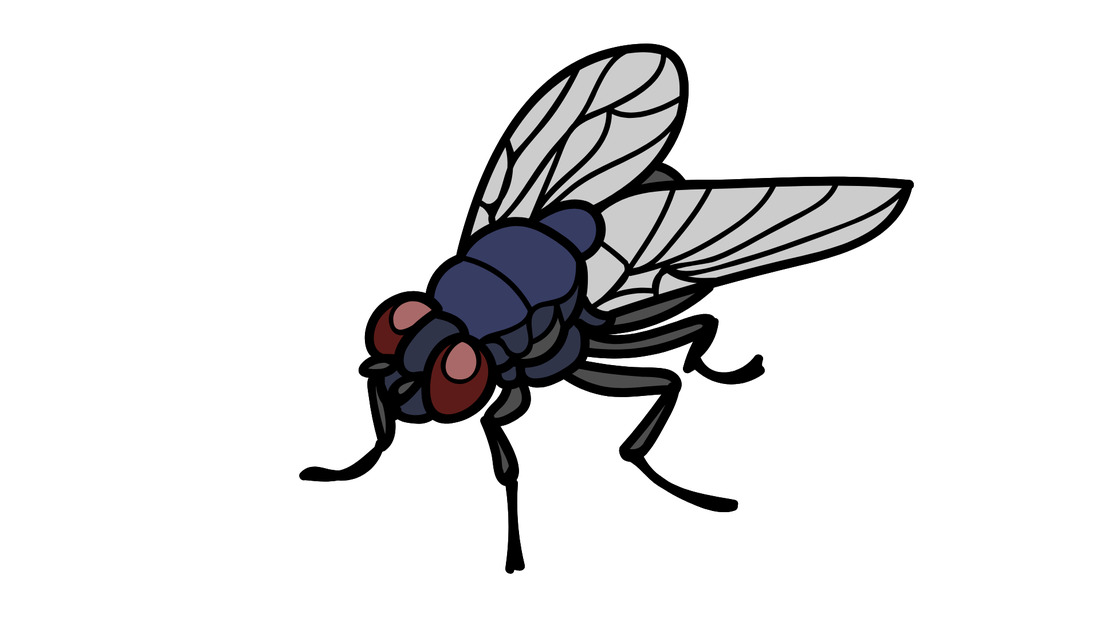 Fruit fly, simplified profile used across this exhibition