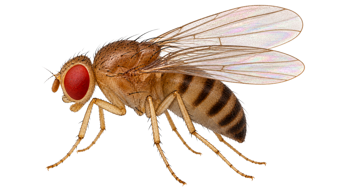 A medium-coloured fly