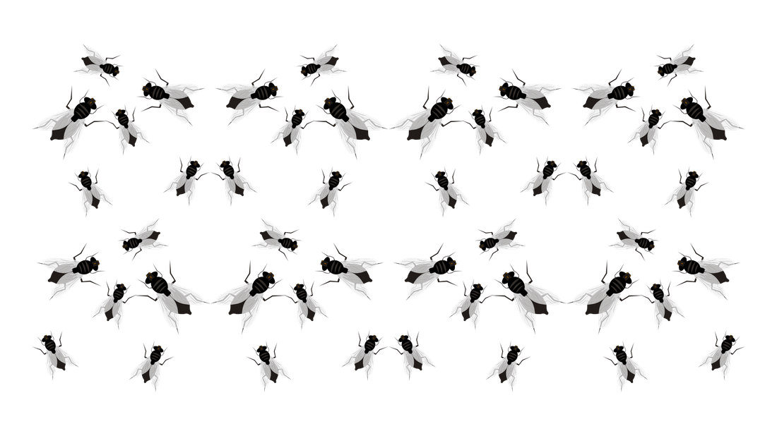 A dense reference grid showing what a large fly population looks like