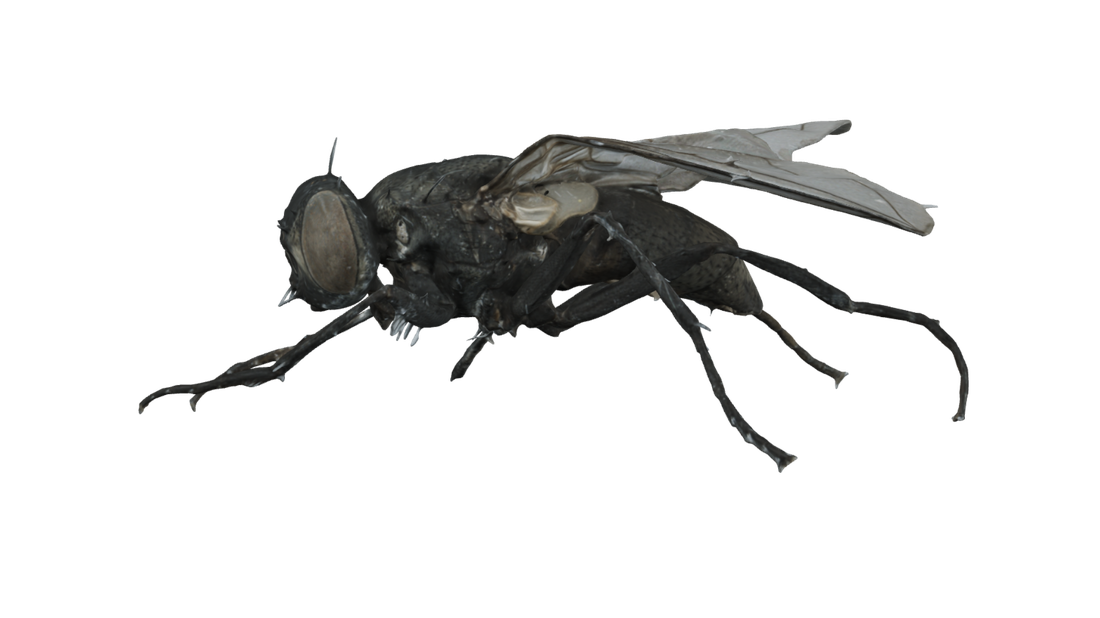 Fruit fly, side view