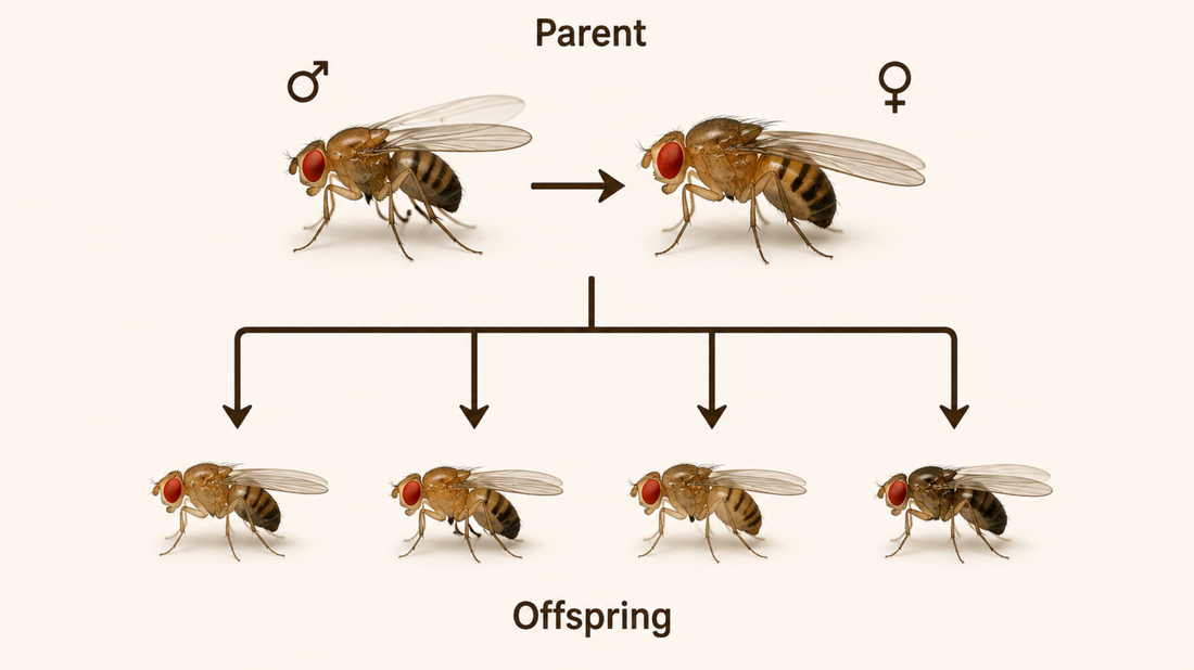 Diagram showing two parent flies producing several offspring flies